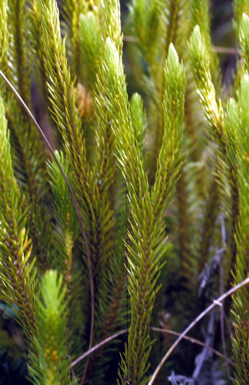 Huperzia villonacensis photo 2