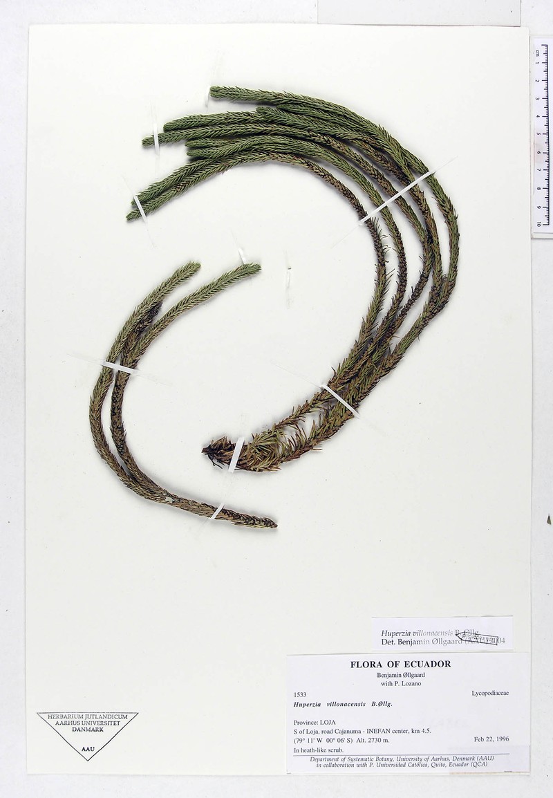Huperzia villonacensis photo 3