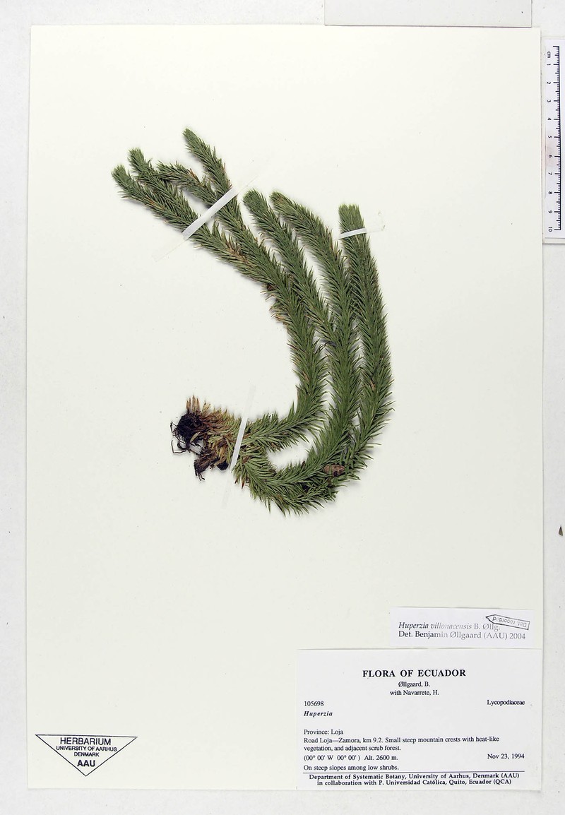 Huperzia villonacensis photo 4