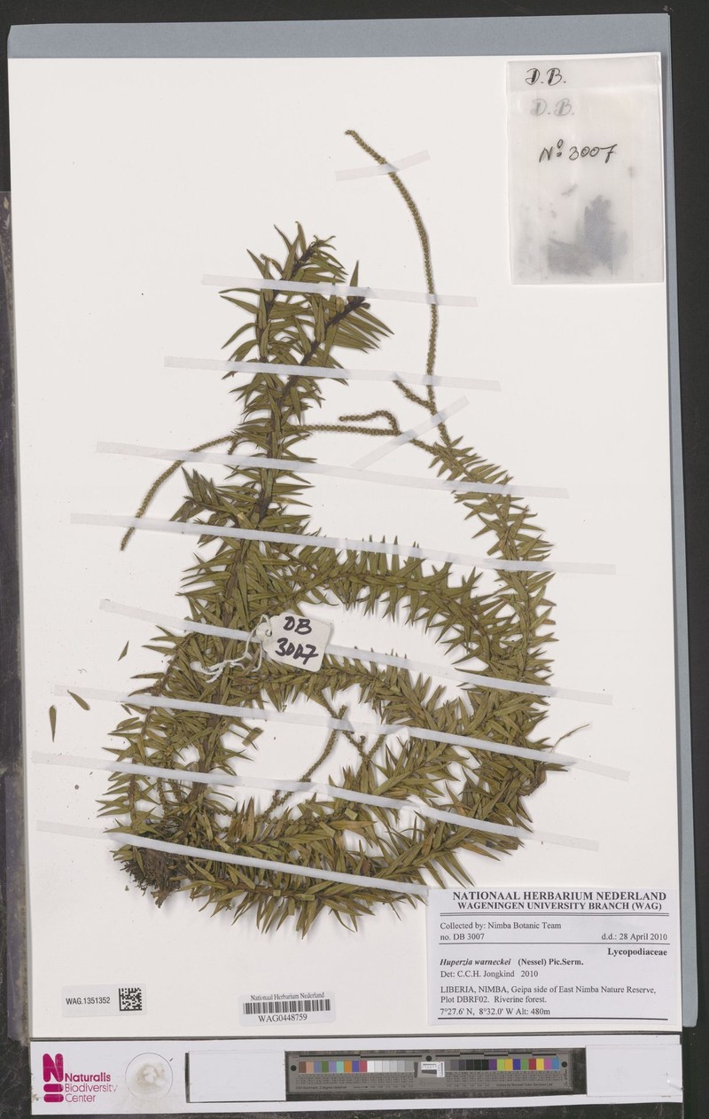Huperzia warneckei