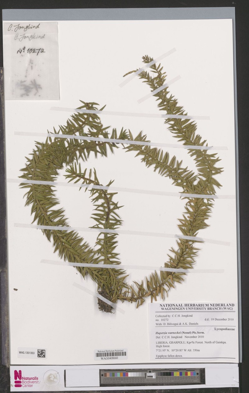 Huperzia warneckei photo 2
