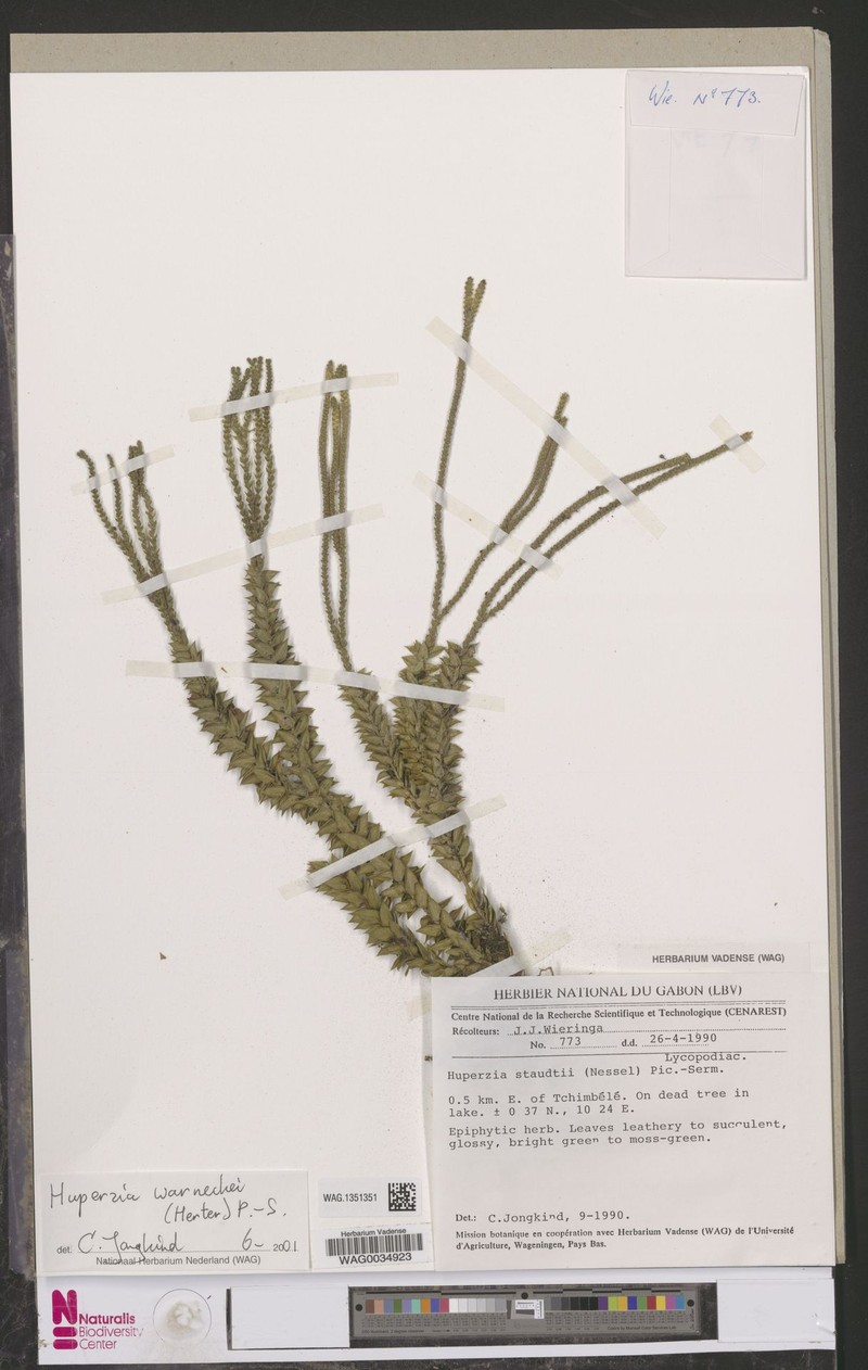Huperzia warneckei photo 3