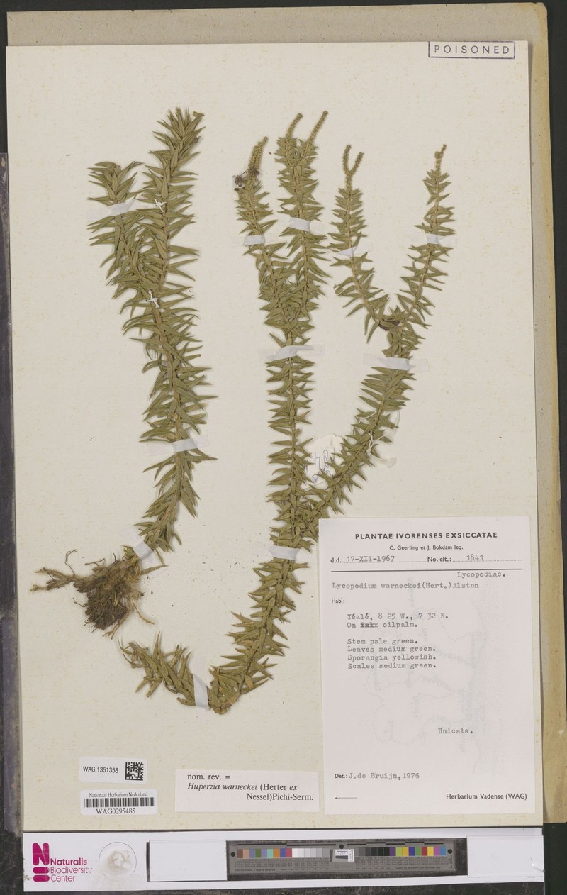 Huperzia warneckei photo 4