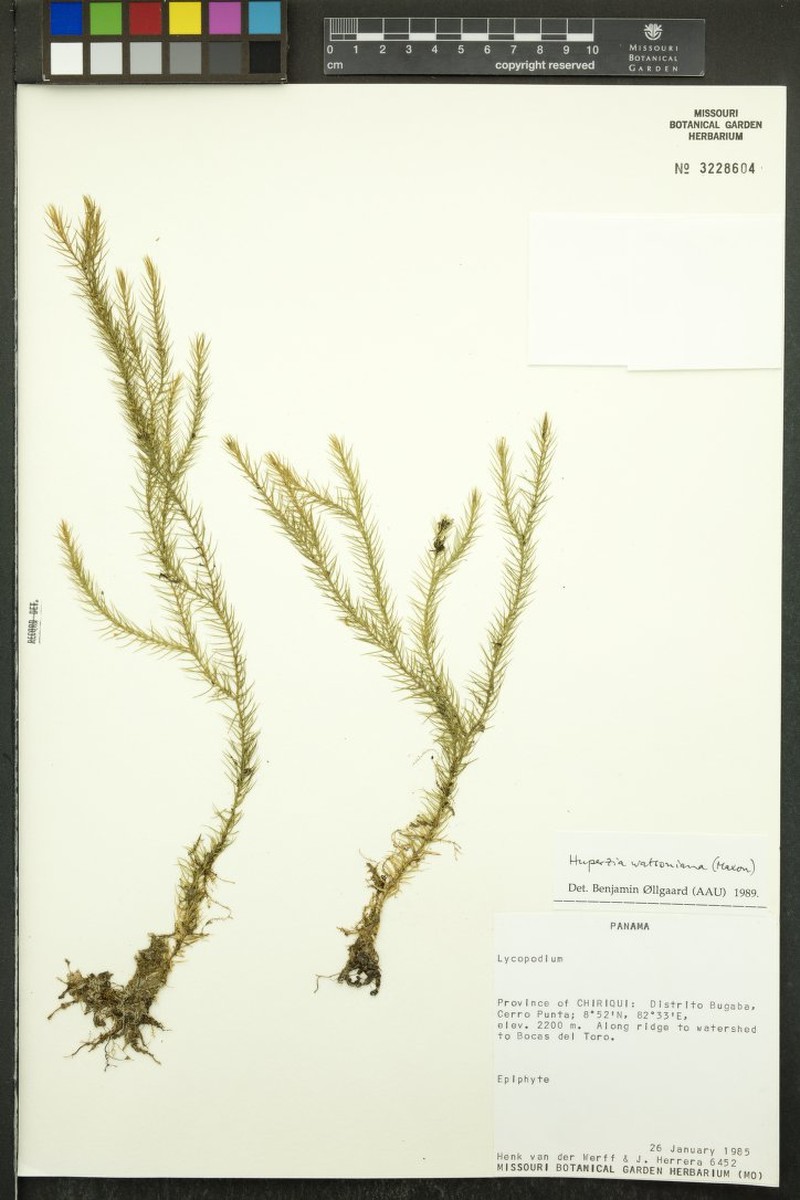Huperzia watsoniana
