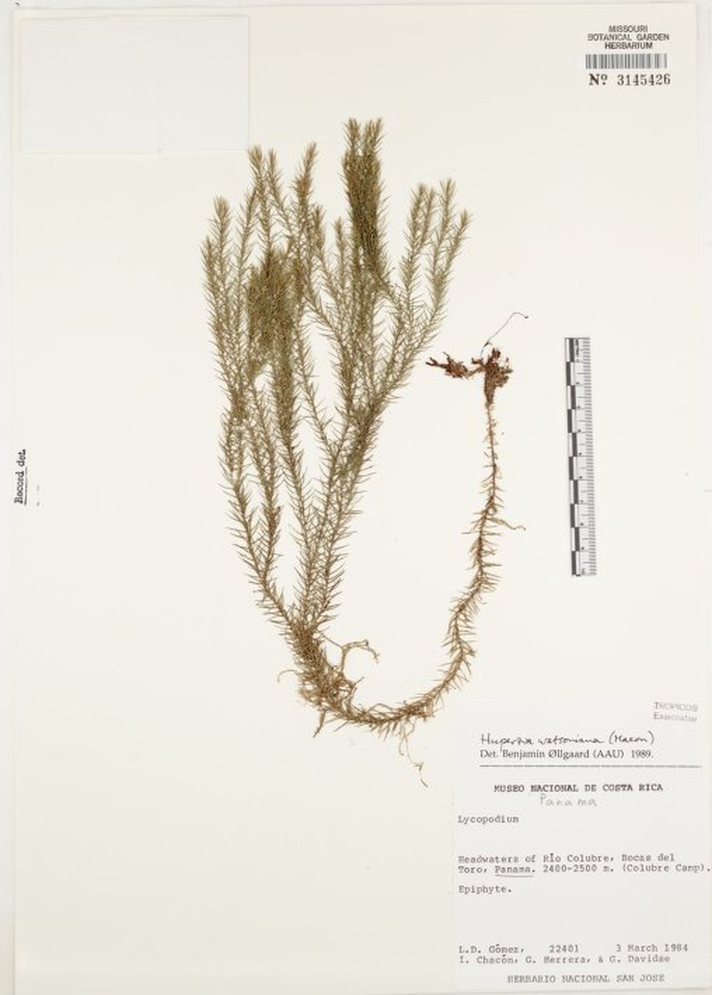 Huperzia watsoniana photo 2