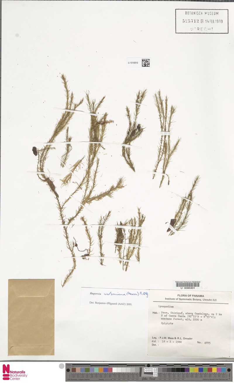 Huperzia watsoniana photo 3