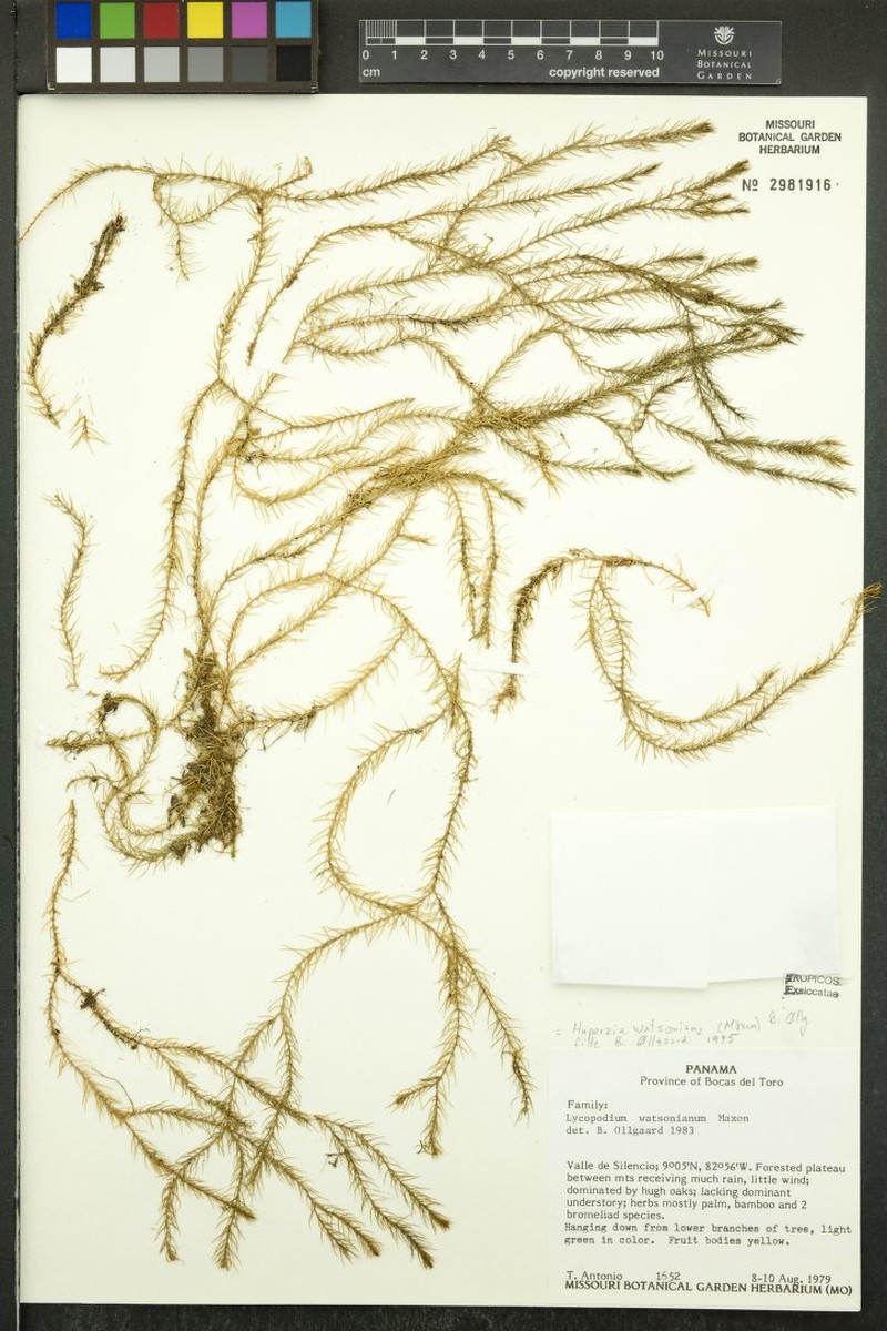 Huperzia watsoniana photo 4