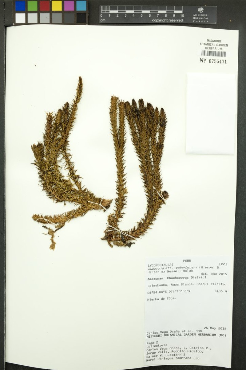 Huperzia weberbaueri