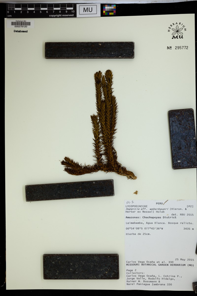 Huperzia weberbaueri photo 2