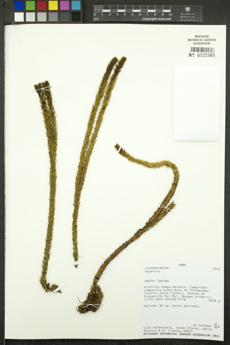 Huperzia weberbaueri photo 3