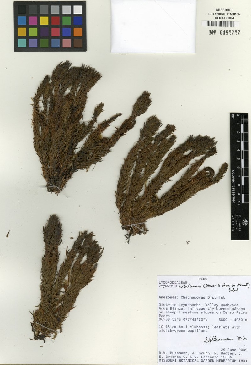 Huperzia weberbaueri photo 4