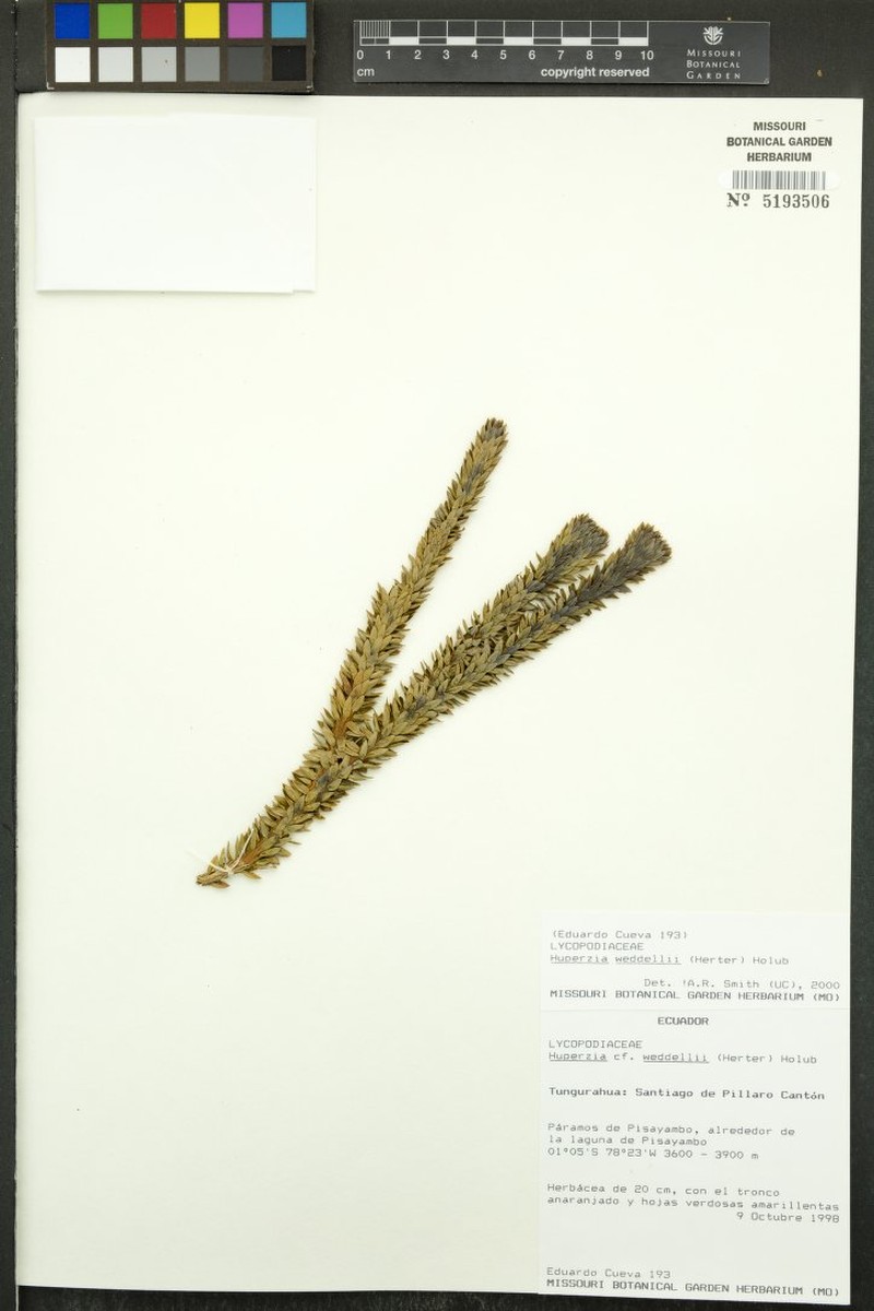 Huperzia weddellii