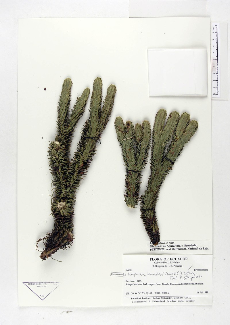 Huperzia weddellii photo 2