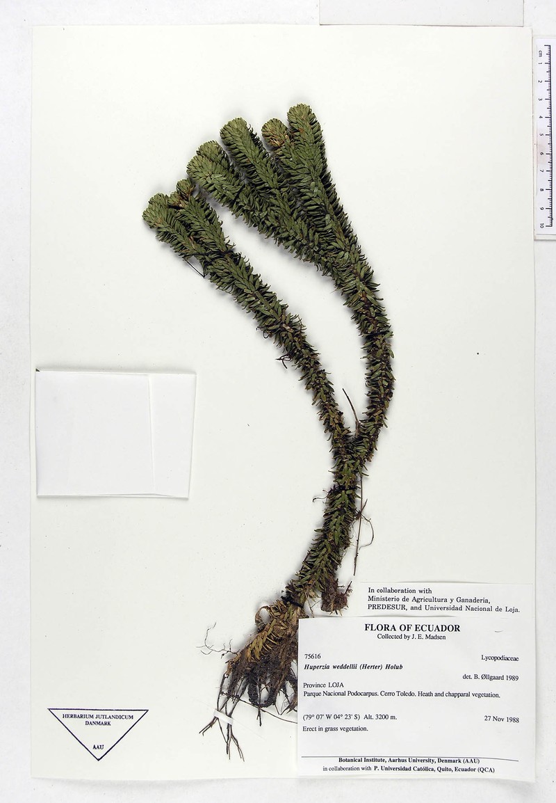 Huperzia weddellii photo 3