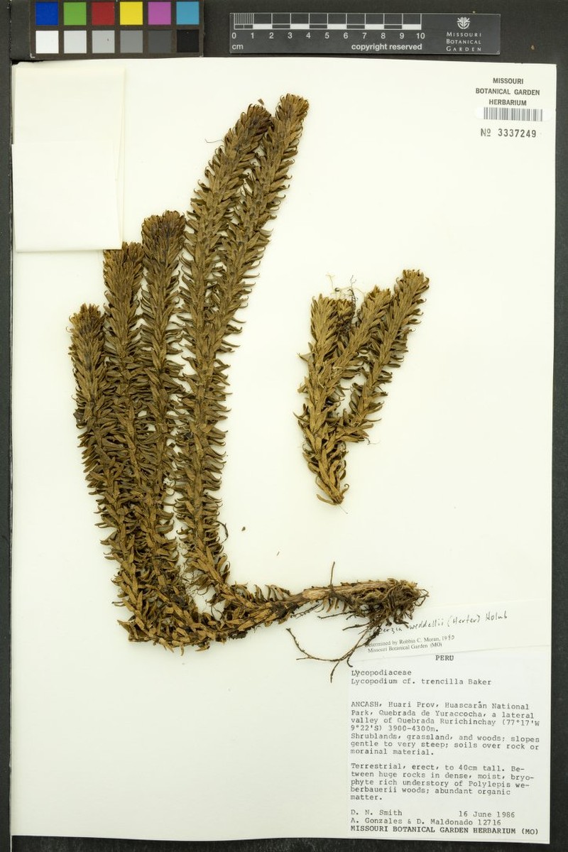 Huperzia weddellii photo 4