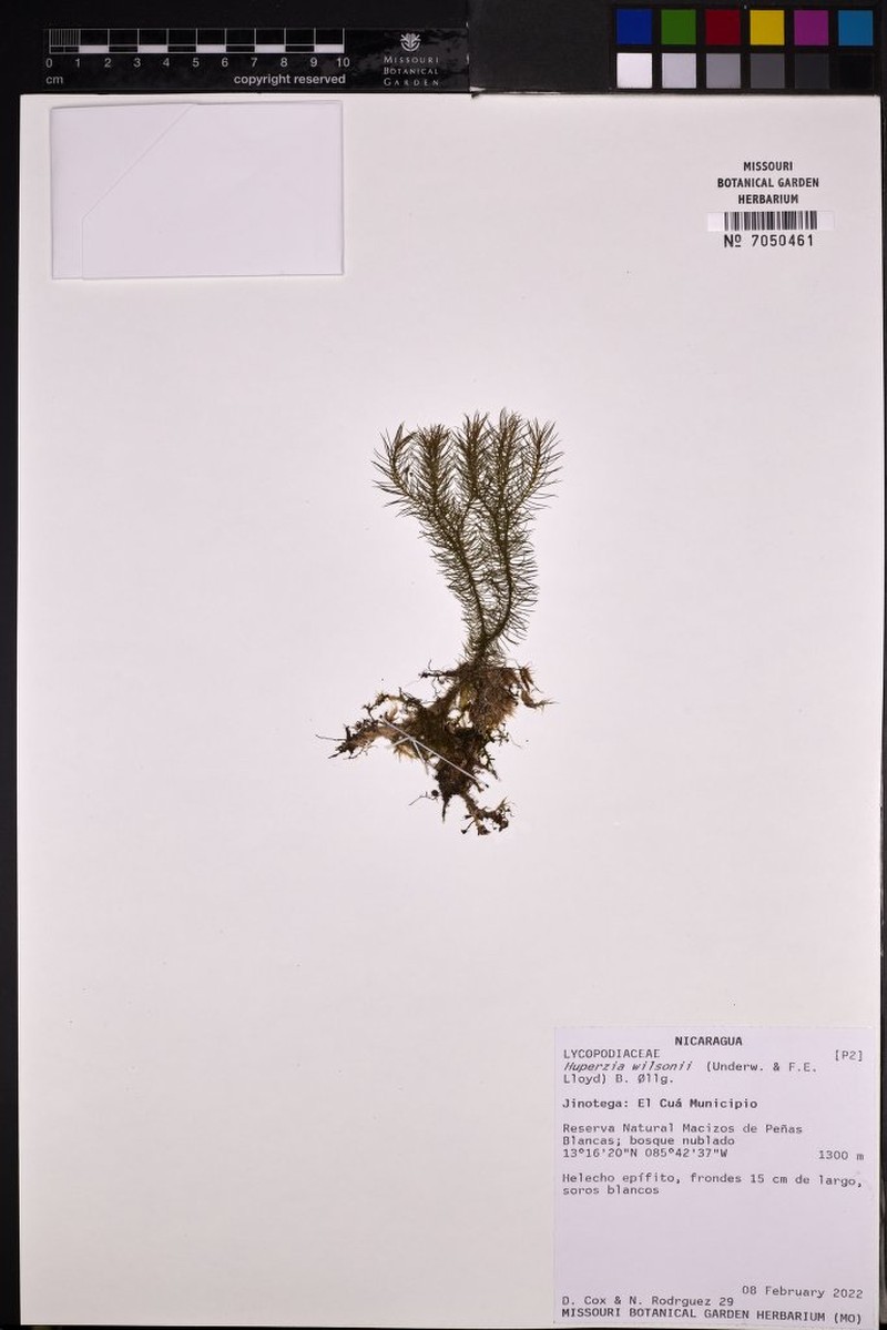 Wilson's Clubmoss
