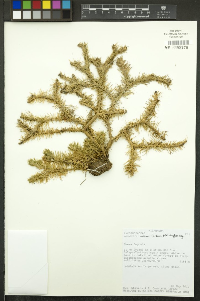 Wilson's Clubmoss photo 2