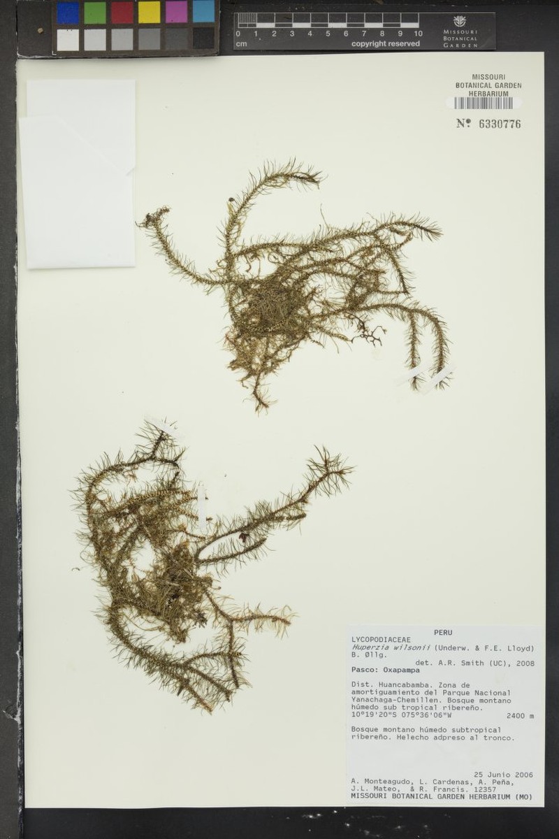Wilson's Clubmoss photo 3