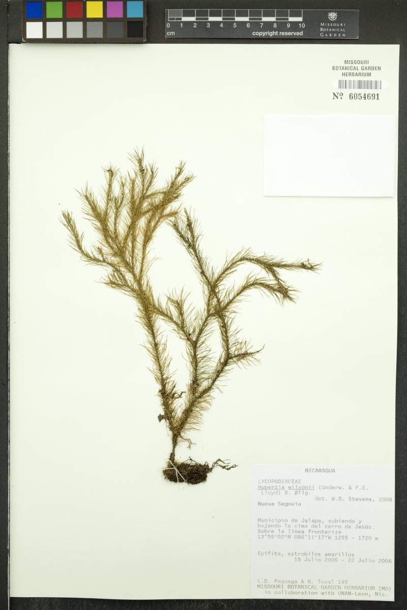Wilson's Clubmoss photo 4