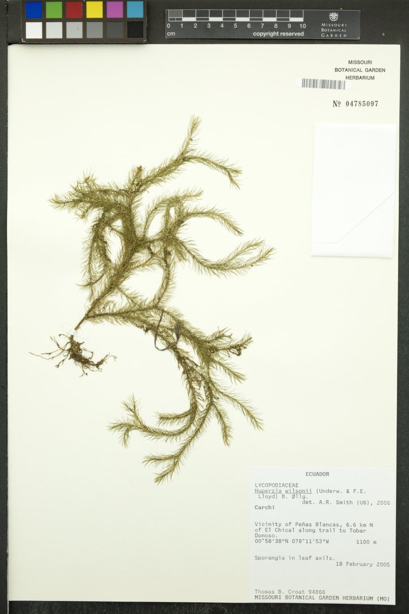 Wilson's Clubmoss photo 5
