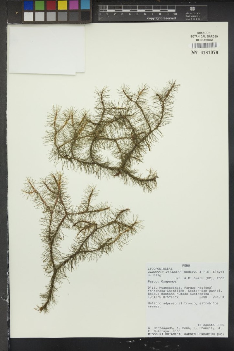 Wilson's Clubmoss photo 6
