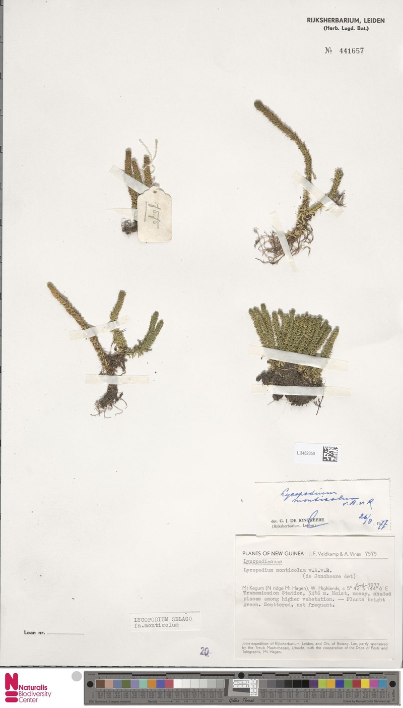 Huperzia zollingeri