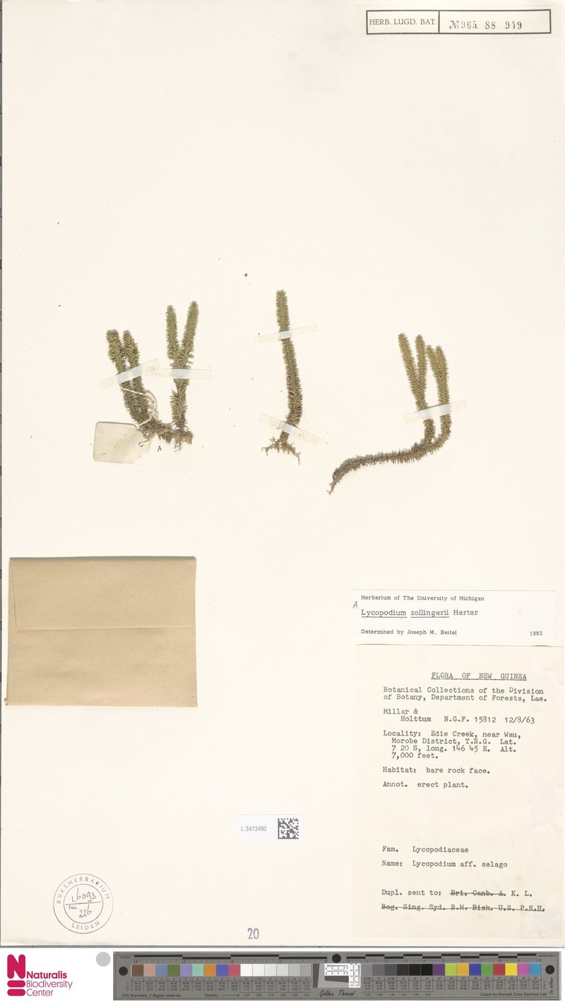 Huperzia zollingeri photo 3