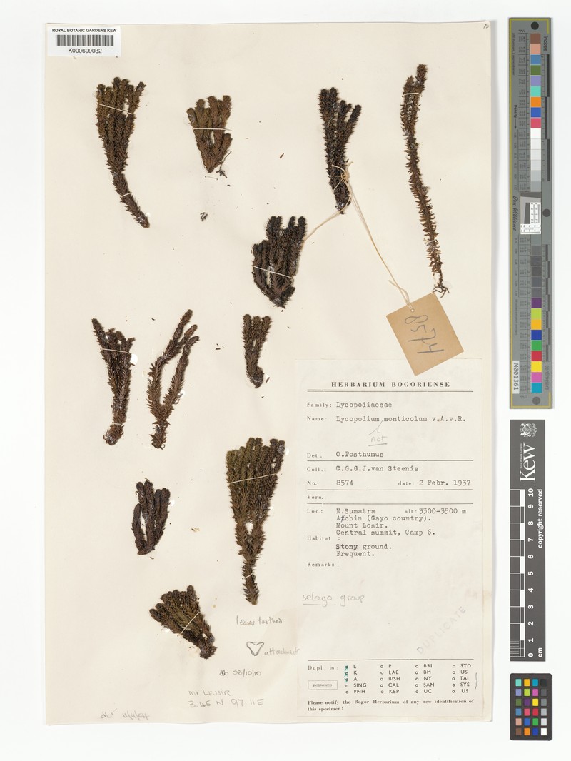 Huperzia zollingeri photo 4