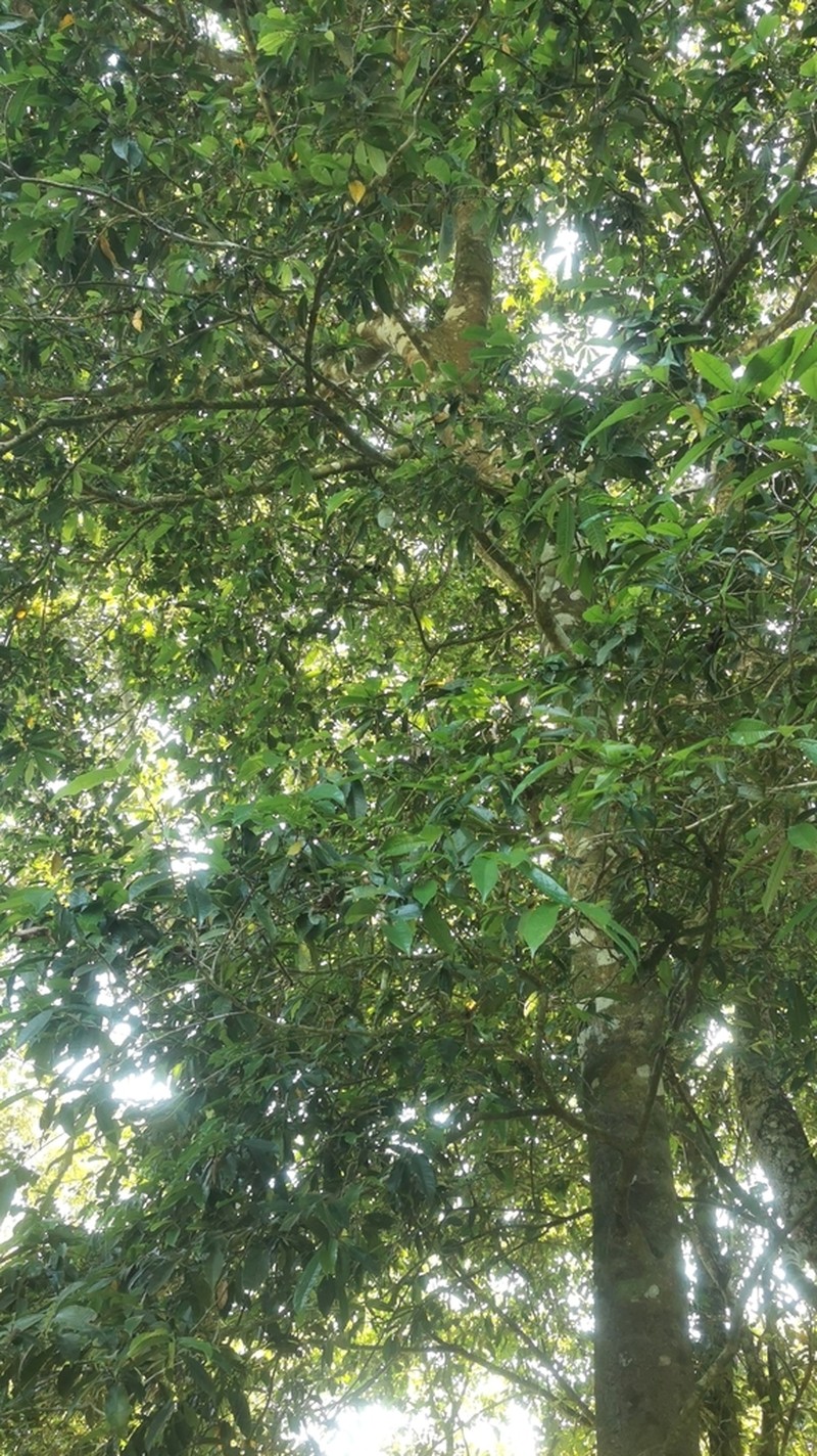 Sandbox Tree photo 3