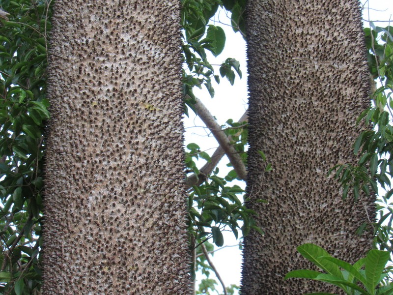 Sandbox Tree photo 5