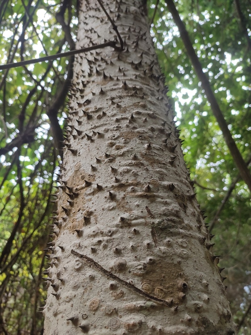 Sandbox Tree photo 6