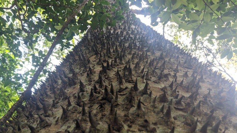 Sandbox Tree photo 8