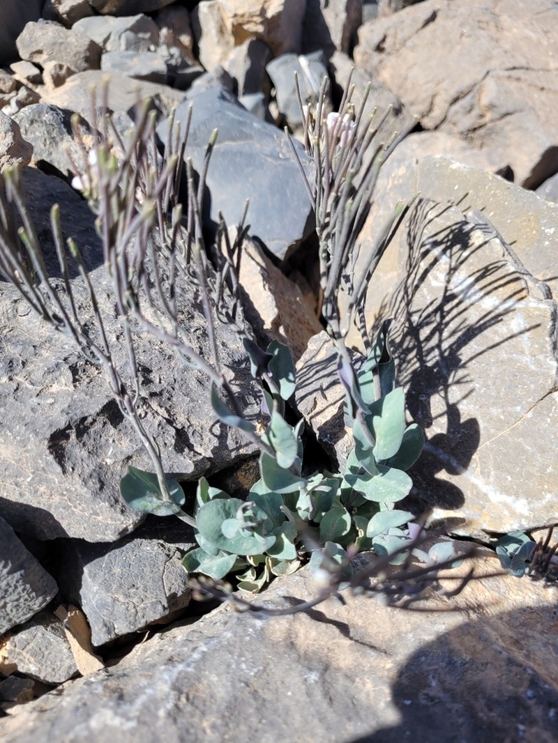 Hurkaea conringioides photo 3