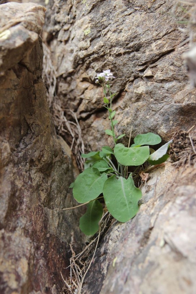 Hurkaea conringioides photo 4