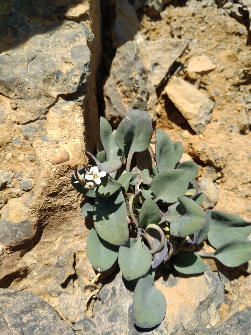 Hurkaea conringioides photo 5