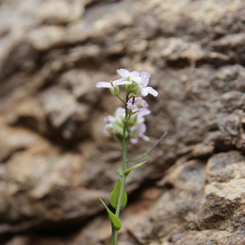 Hurkaea conringioides