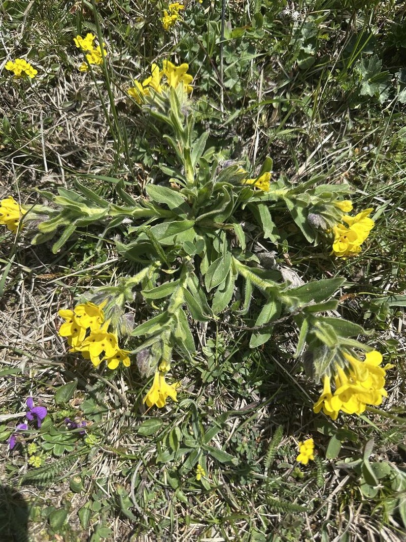 Huynhia pulchra