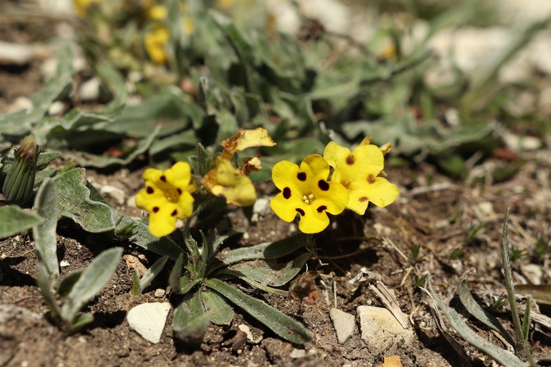 Huynhia pulchra photo 2