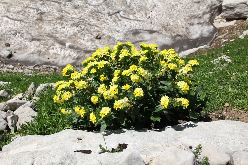 Huynhia pulchra photo 8