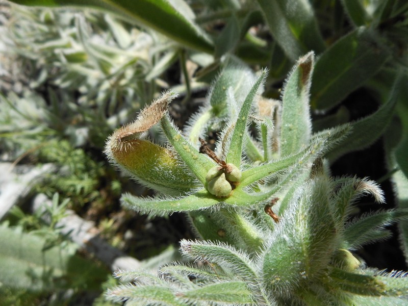 Huynhia purpurea photo 2