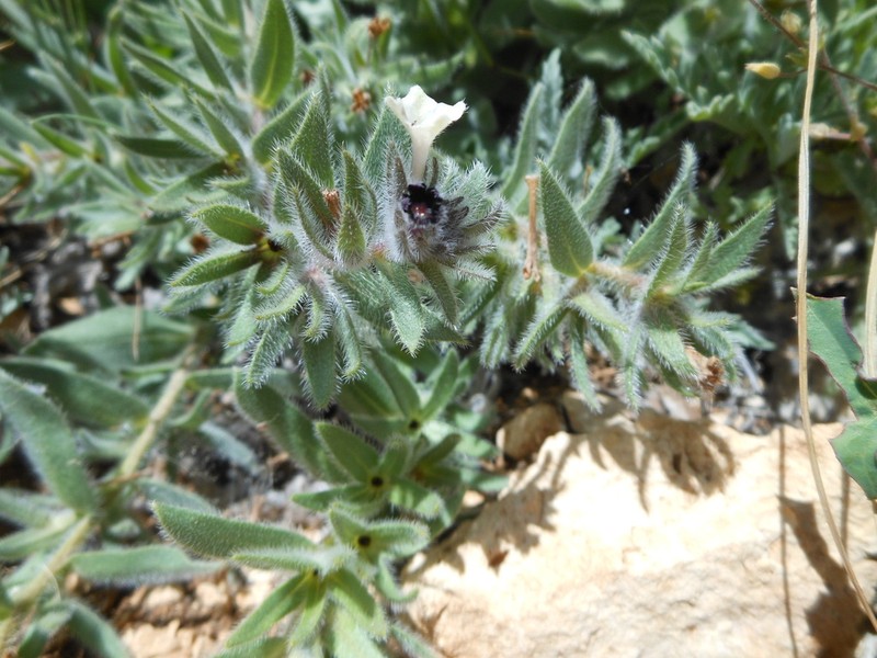 Huynhia purpurea photo 3