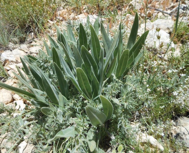 Huynhia purpurea