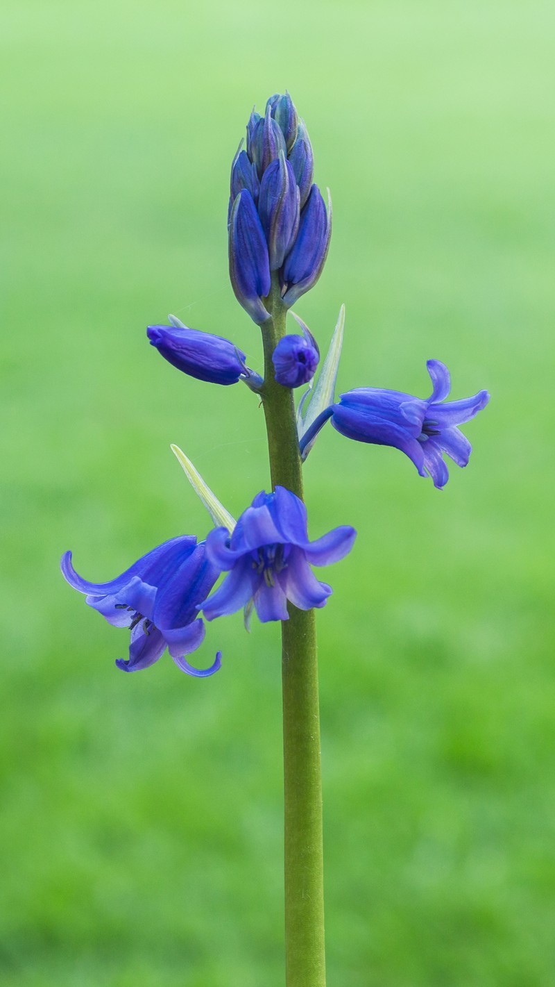 Hispanic Hyacinthoides photo 2