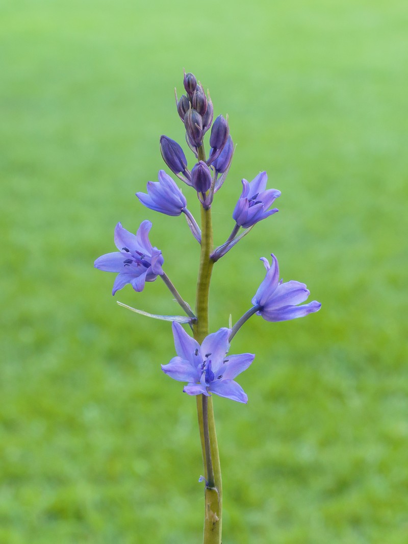 Hispanic Hyacinthoides photo 4