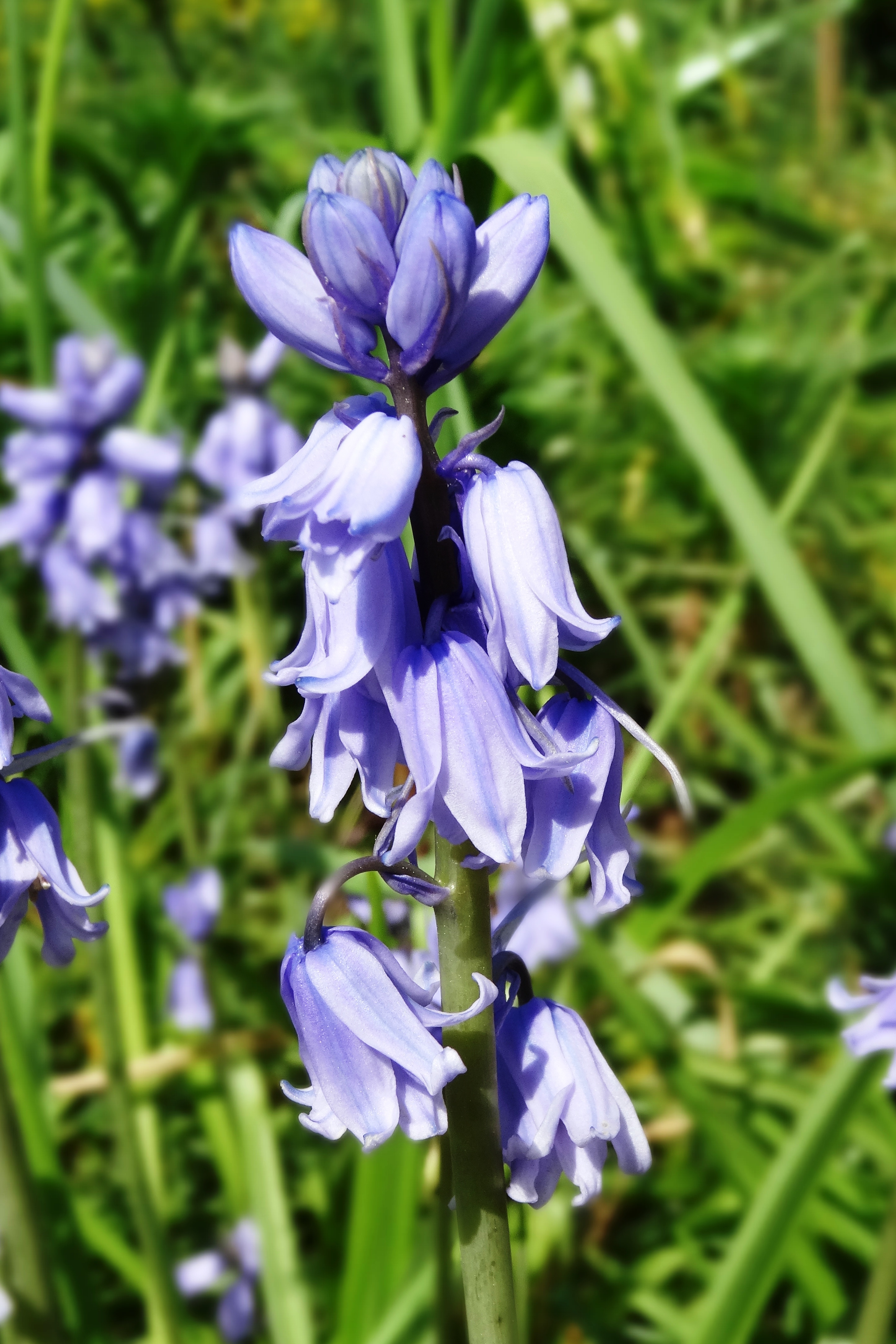 Hispanic Hyacinthoides photo 5