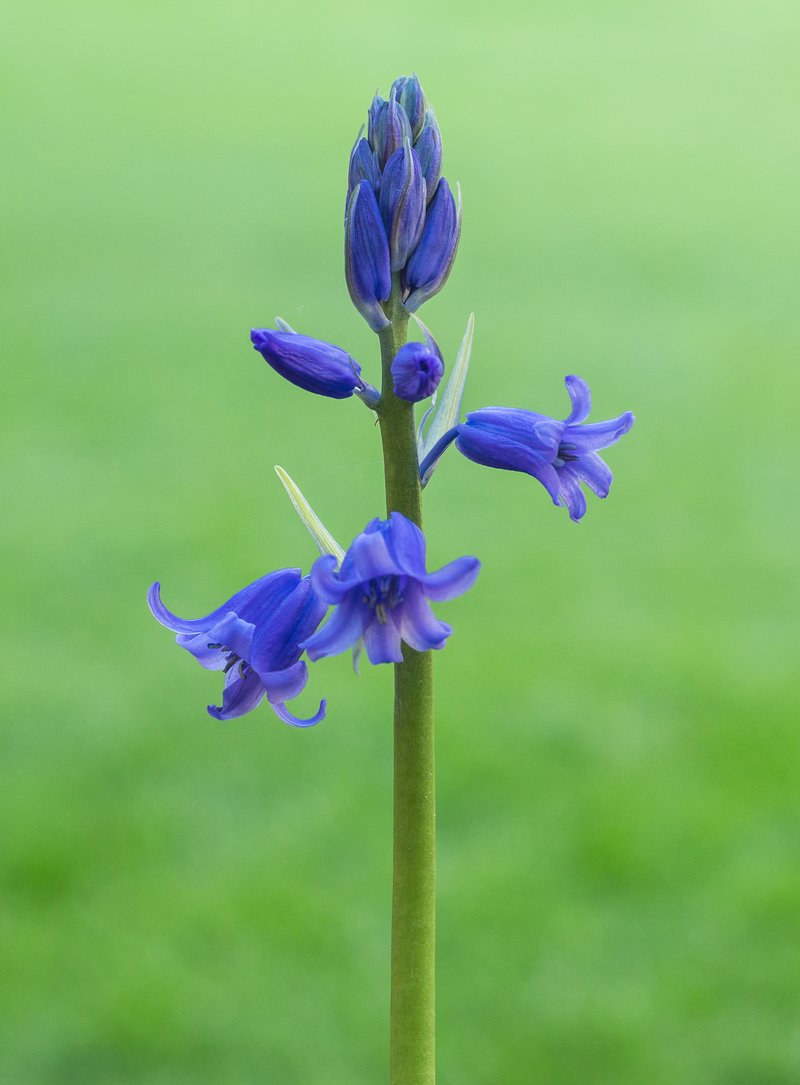 Hispanic Hyacinthoides photo 6