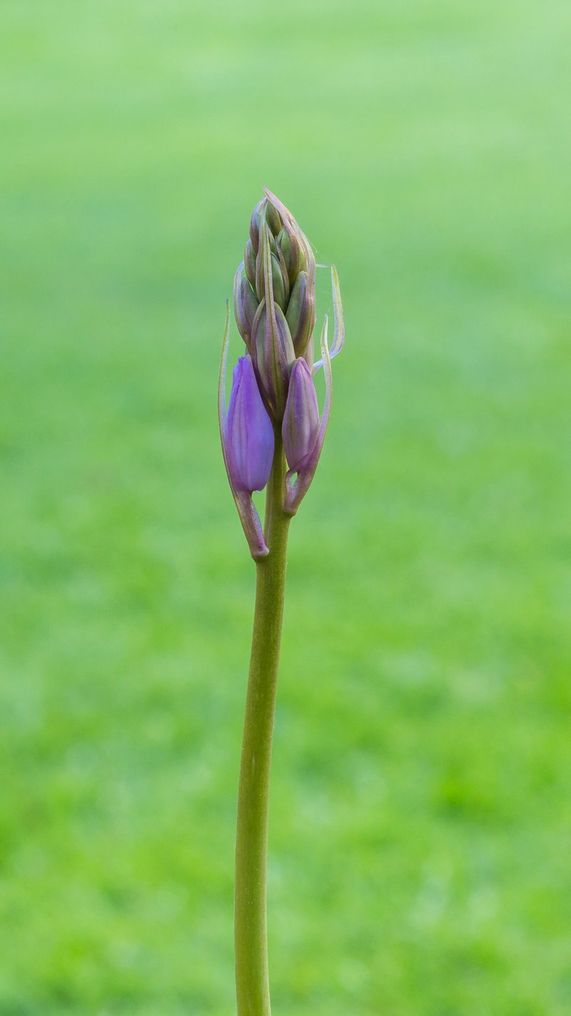 Hispanic Hyacinthoides photo 8