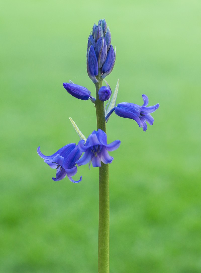 Hyacinthoides photo 3