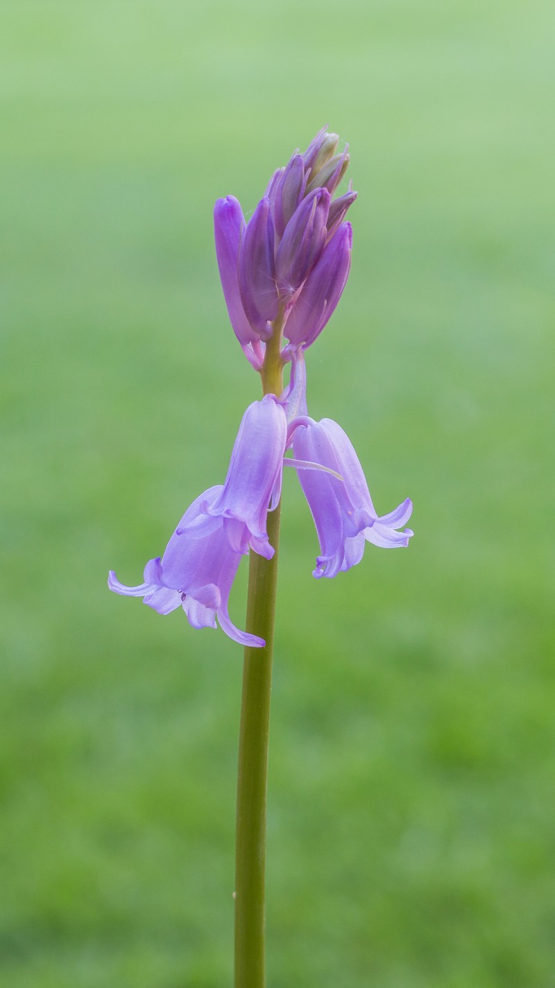 Hyacinthoides photo 4