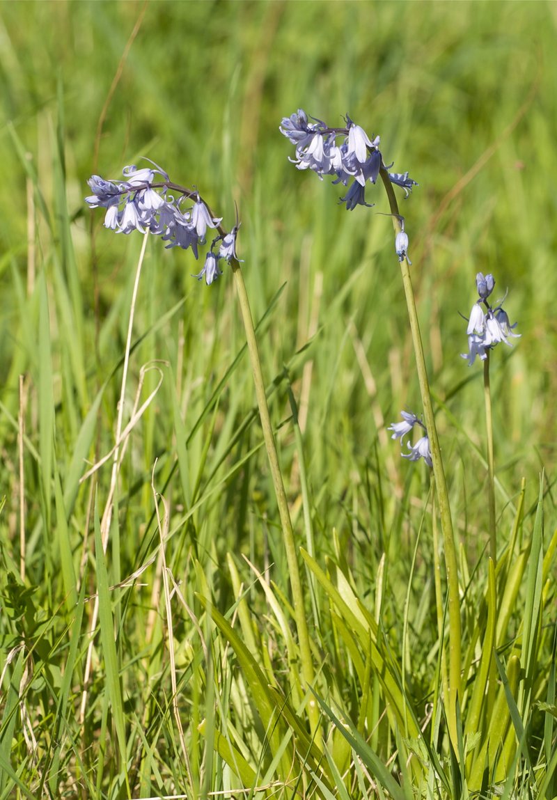 Hyacinthoides photo 6